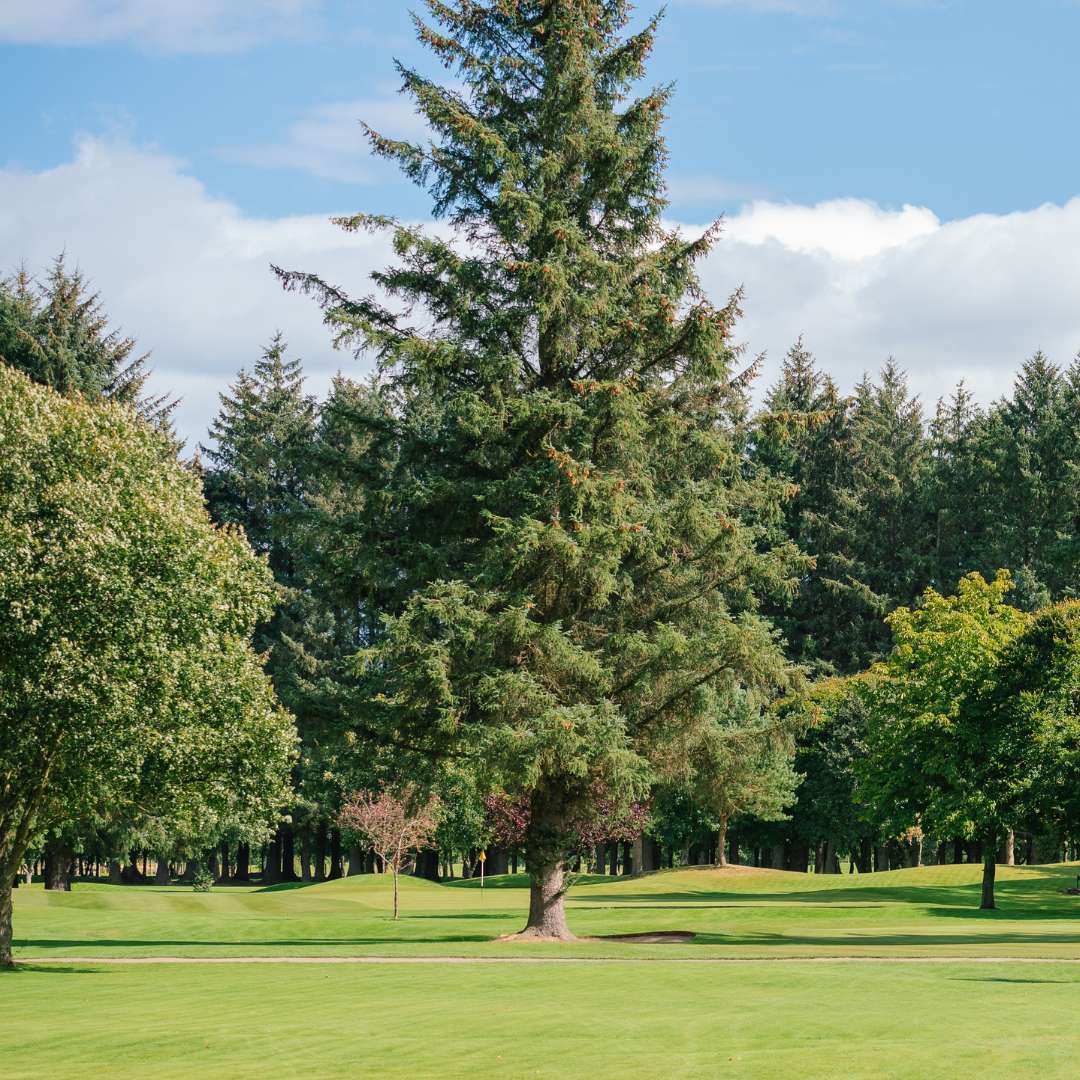 Tree-lined fairway on the Blairs 9-hole golf course at Deeside Golf Club